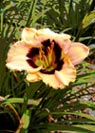 Daylily 2