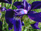 Siberian Iris