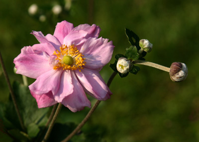 Pink Anemone