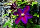 Clematis