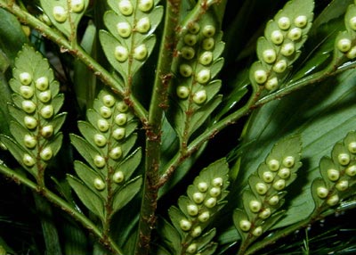 Leatherback Fern