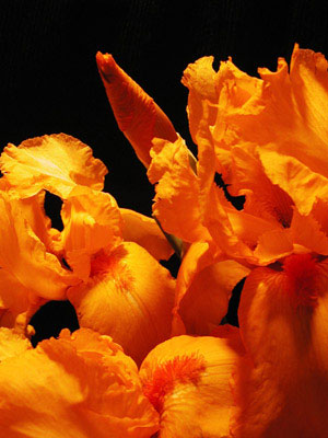 Orange Iris