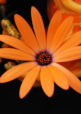 Osteospermum