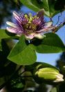 Passion Flower