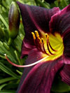 Plum Daylily