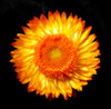 Strawflower