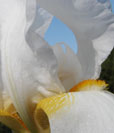 White Iris