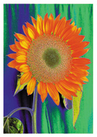 Sunflower 2